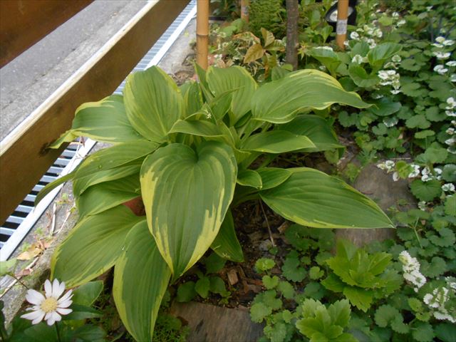 木陰の主役ギボウシはいかがですか 北欧の暮らし スローライフが体感できる場所ドロフィーズキャンパス 浜松