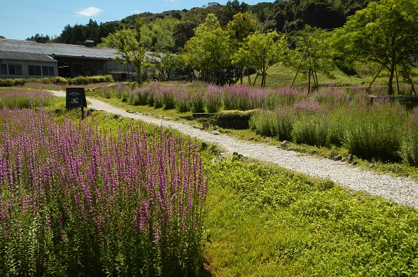 花畑のミソハギの花 今が見頃です 北欧の暮らし スローライフが体感できる場所ドロフィーズキャンパス 浜松