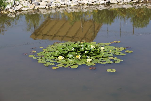 20150824ハスの花.jpg