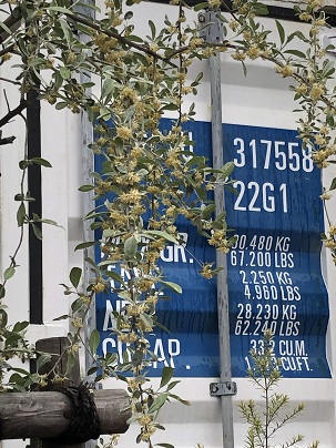 ロシアンオリーブ 木の紹介パート1 北欧の暮らし スローライフが体感できる場所ドロフィーズキャンパス 浜松