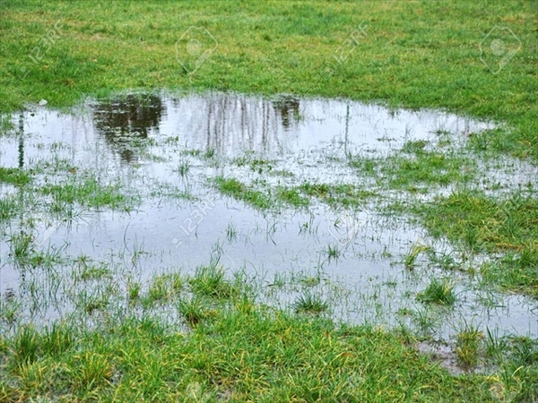 34989702-雨の後水たまり草の中_R.jpg