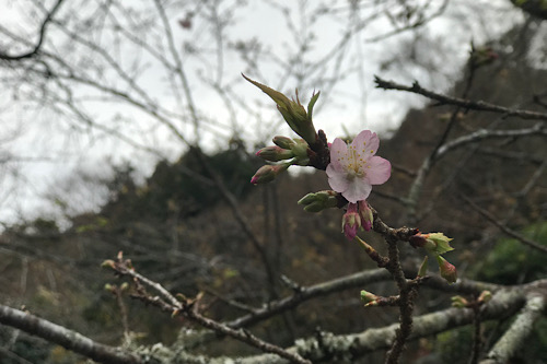 桜500×333.JPG