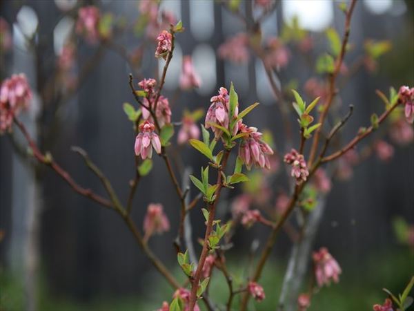 ベリーの花が咲き始めました 北欧の暮らし スローライフが体感できる場所ドロフィーズキャンパス 浜松