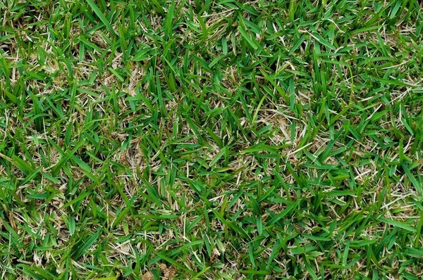 芝生のお手入れ 2 芝生の基礎知識 1 北欧の暮らし スローライフが体感できる場所ドロフィーズキャンパス 浜松
