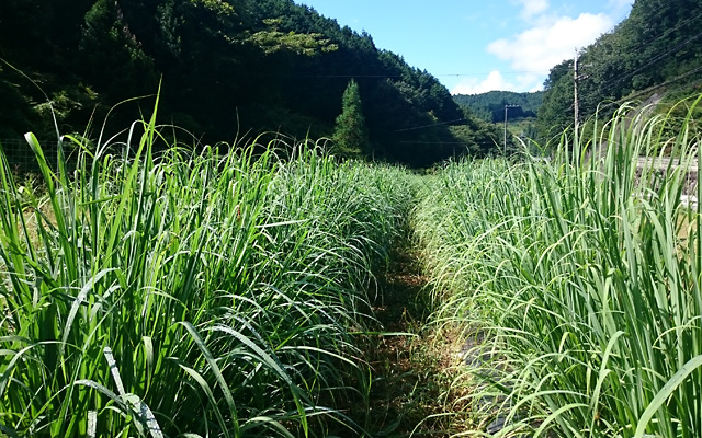 吉野へいばらのレモングラス