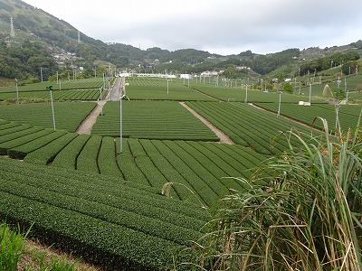 s-お茶畑.jpg