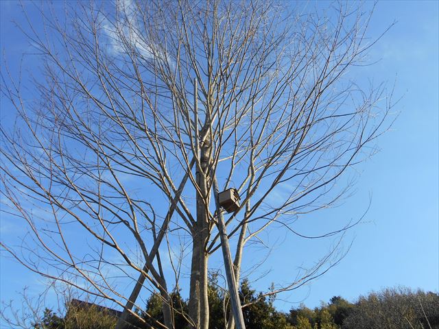 カツラの樹・巣箱.JPG