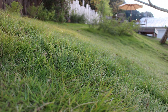ガーデン芝刈り前.jpg