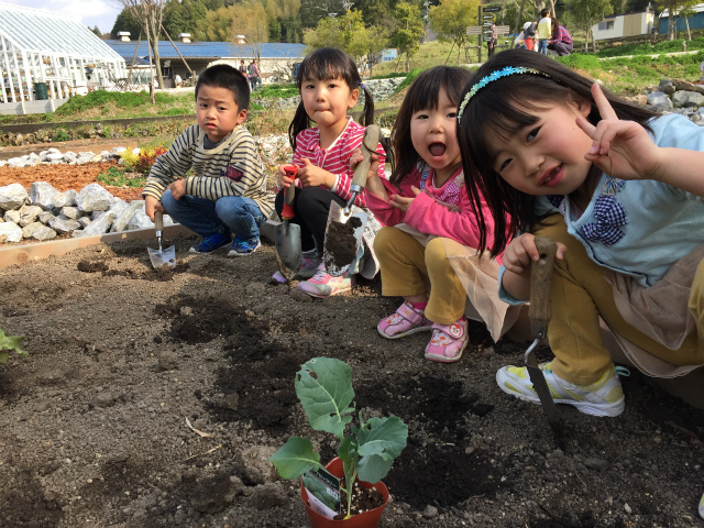 ブロッコリーの植え付け.jpg