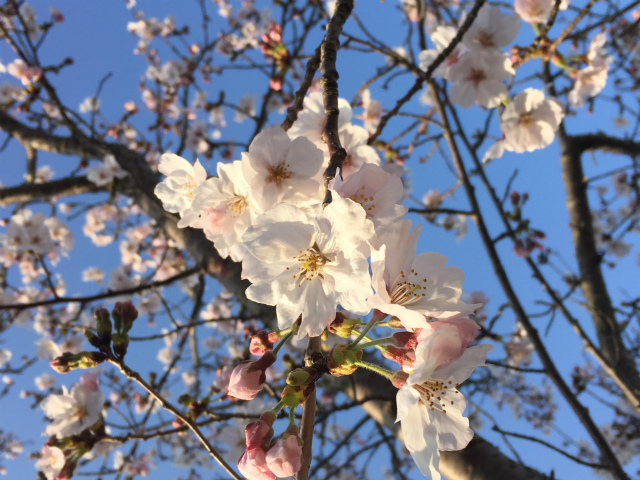 桜が満開.jpg