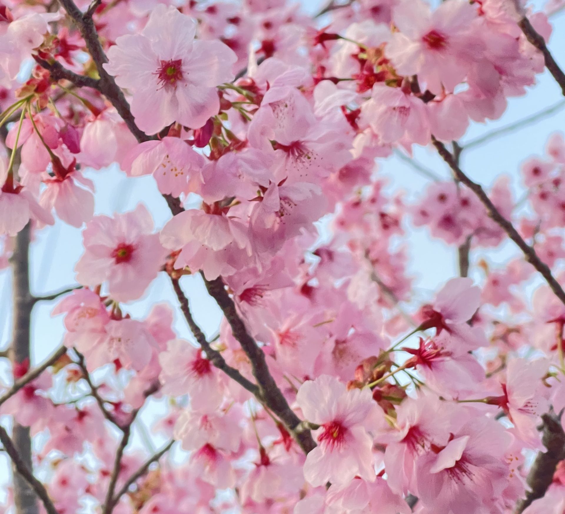 春のドロフィーズキャンパス